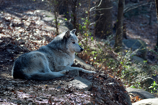 Wolf