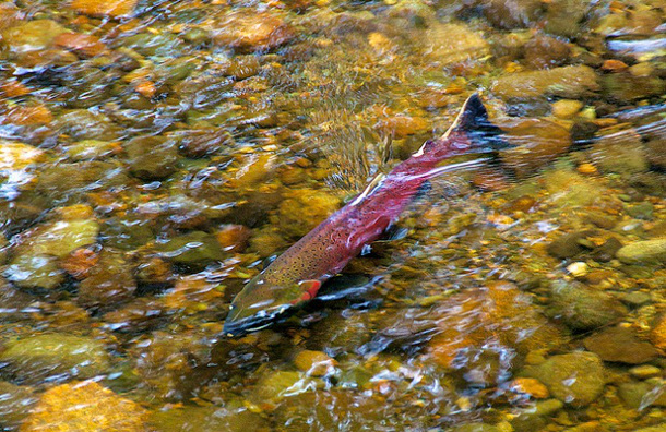 Coho salmon