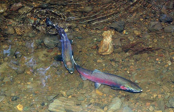 Coho Salmon pair