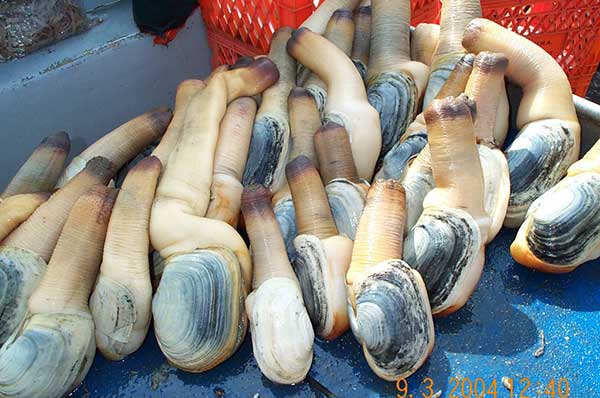 geoduck on deck