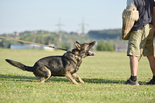 police-dogs-600.jpg