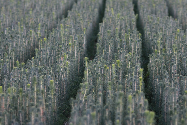 BC tree nursery