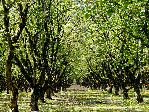 582px version of Hazelnuts.jpg