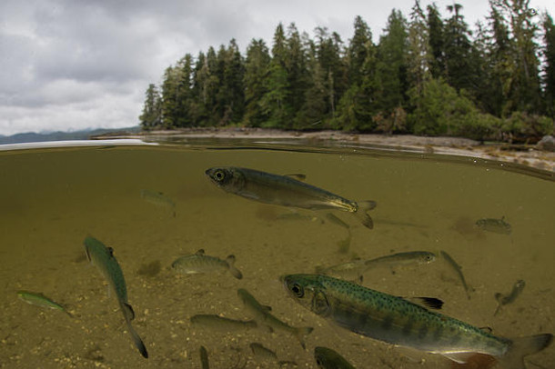 Young salmon rearing