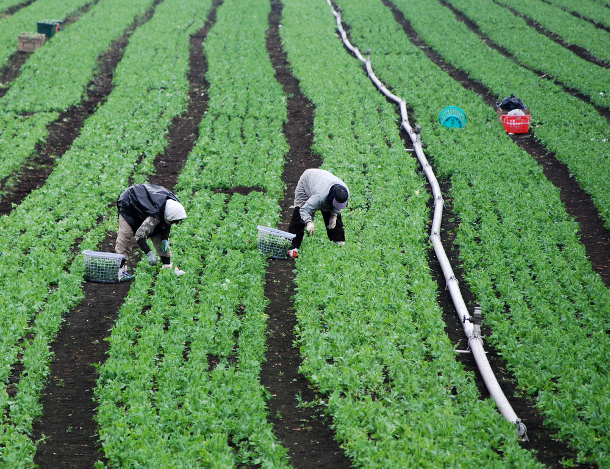 Temporary foreign workers