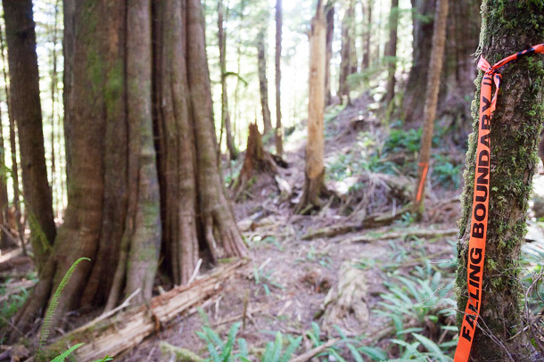 Walbran forest