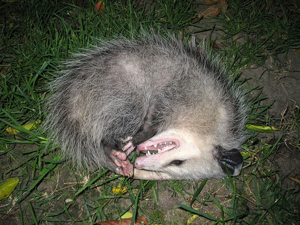 BackyardPossum_610px.jpg