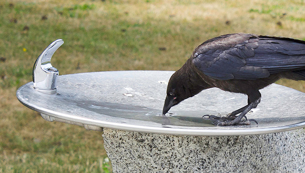 582px version of CrowWaterFountain_610px.jpg