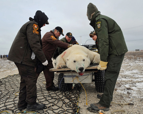 PolarBearStretcher_610px.jpg