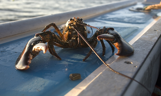 Lobster