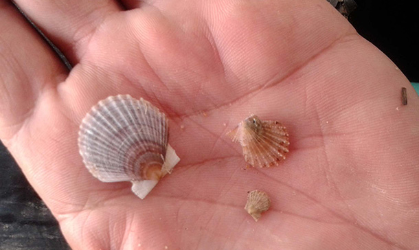 582px version of FledglingScallops_610px.jpg