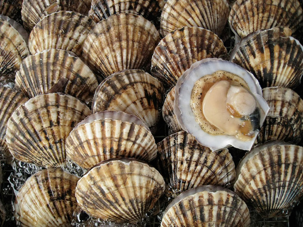 582px version of ScallopCity_610px.jpg