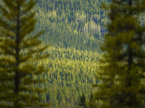 Boreal-Forests-1.jpg
