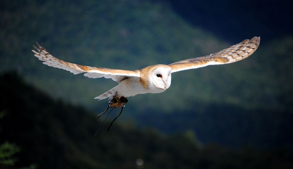 BarnOwlFlying.jpg