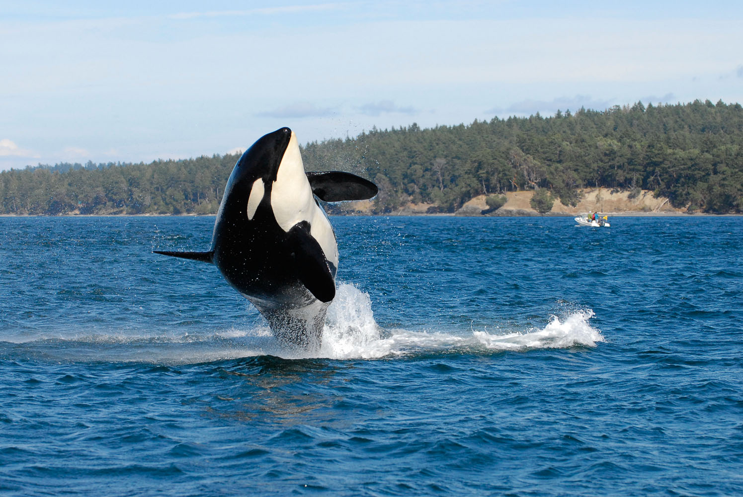 An Orca bursts from the ocean.