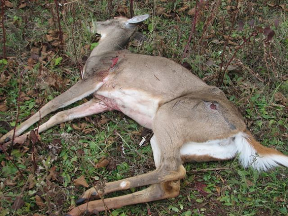DeerChronicWastingDisease.jpg