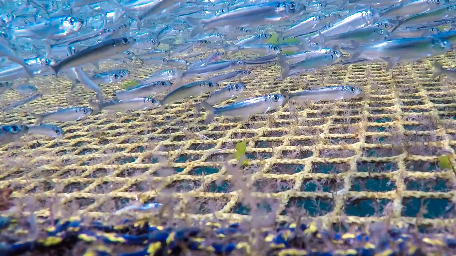 Wild herring