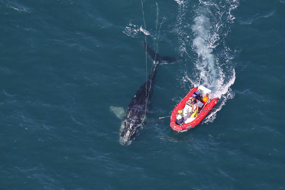 AtlanticRightWhale.jpg