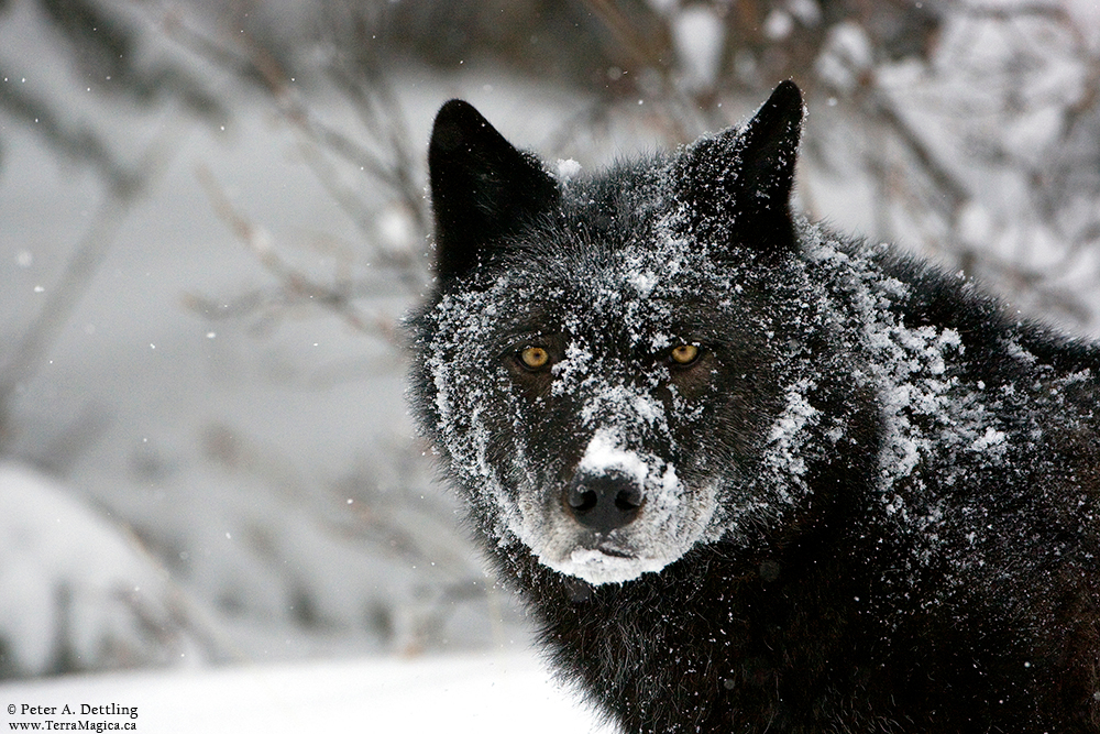 Wolf BW