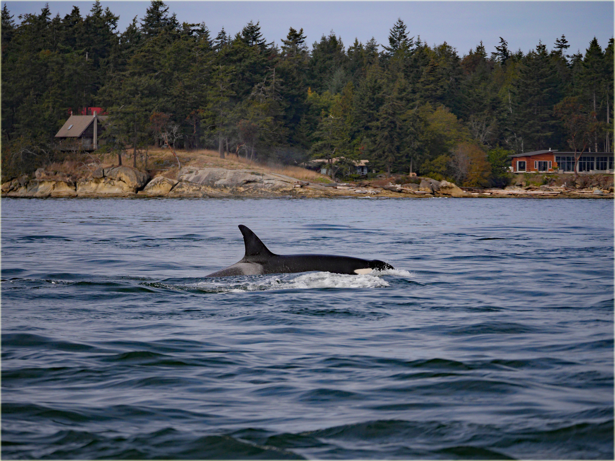 orca.jpg