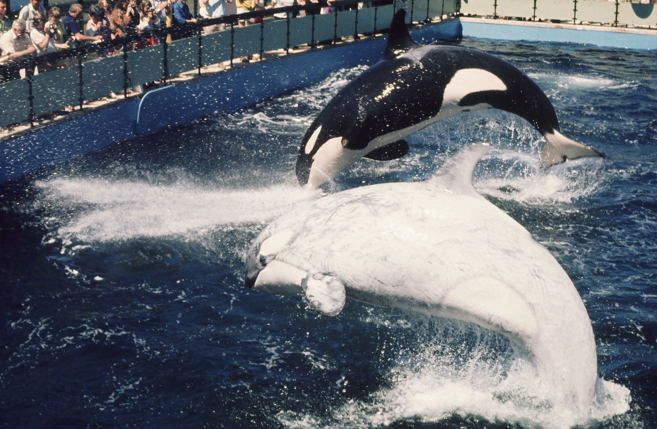 851px version of sealand-whales.jpg