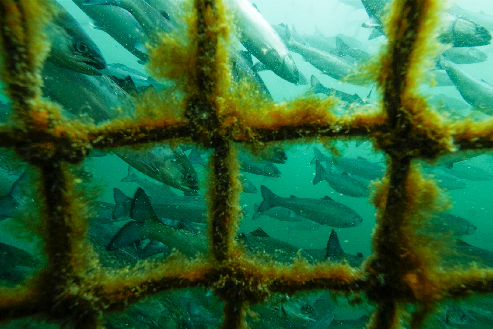 salmon-farm-underwater.jpg