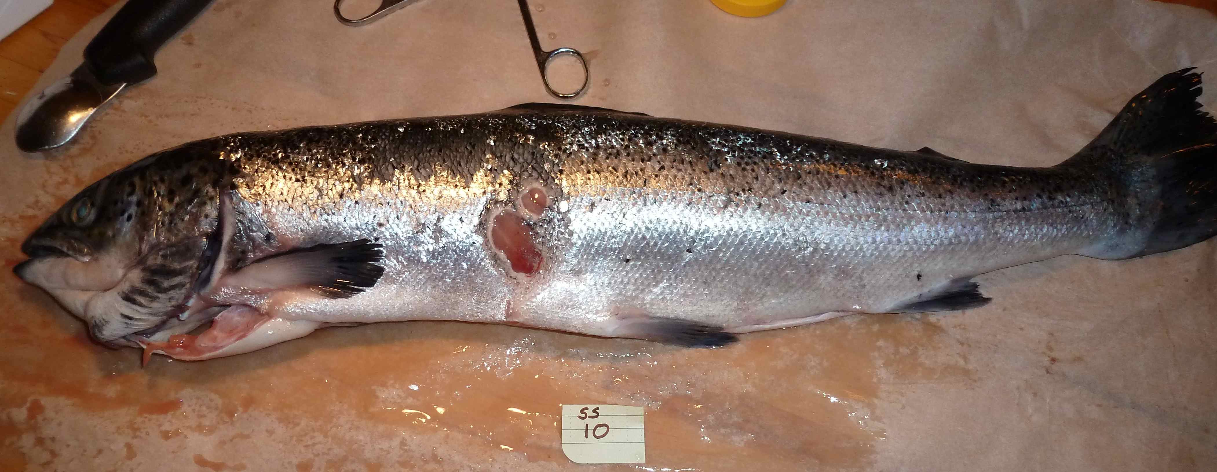 851px version of salmonwithPRV.jpg