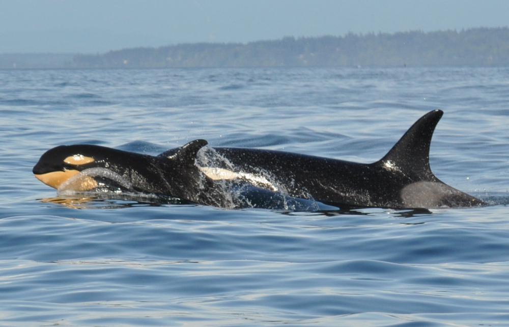 whales-pod-breach.png