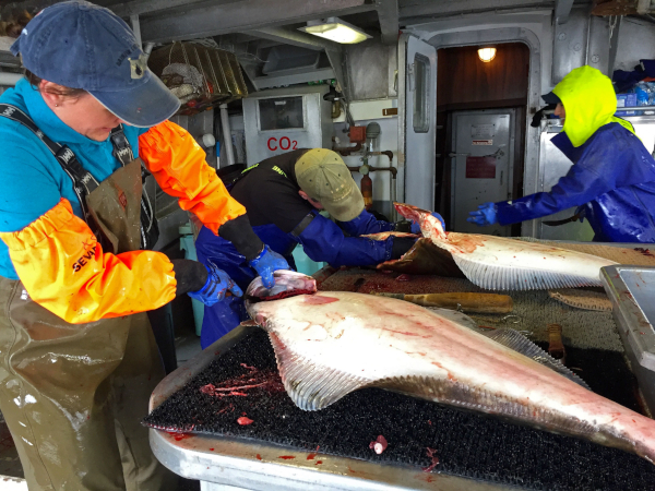 582px version of 2-Gilling-Halibut.jpg