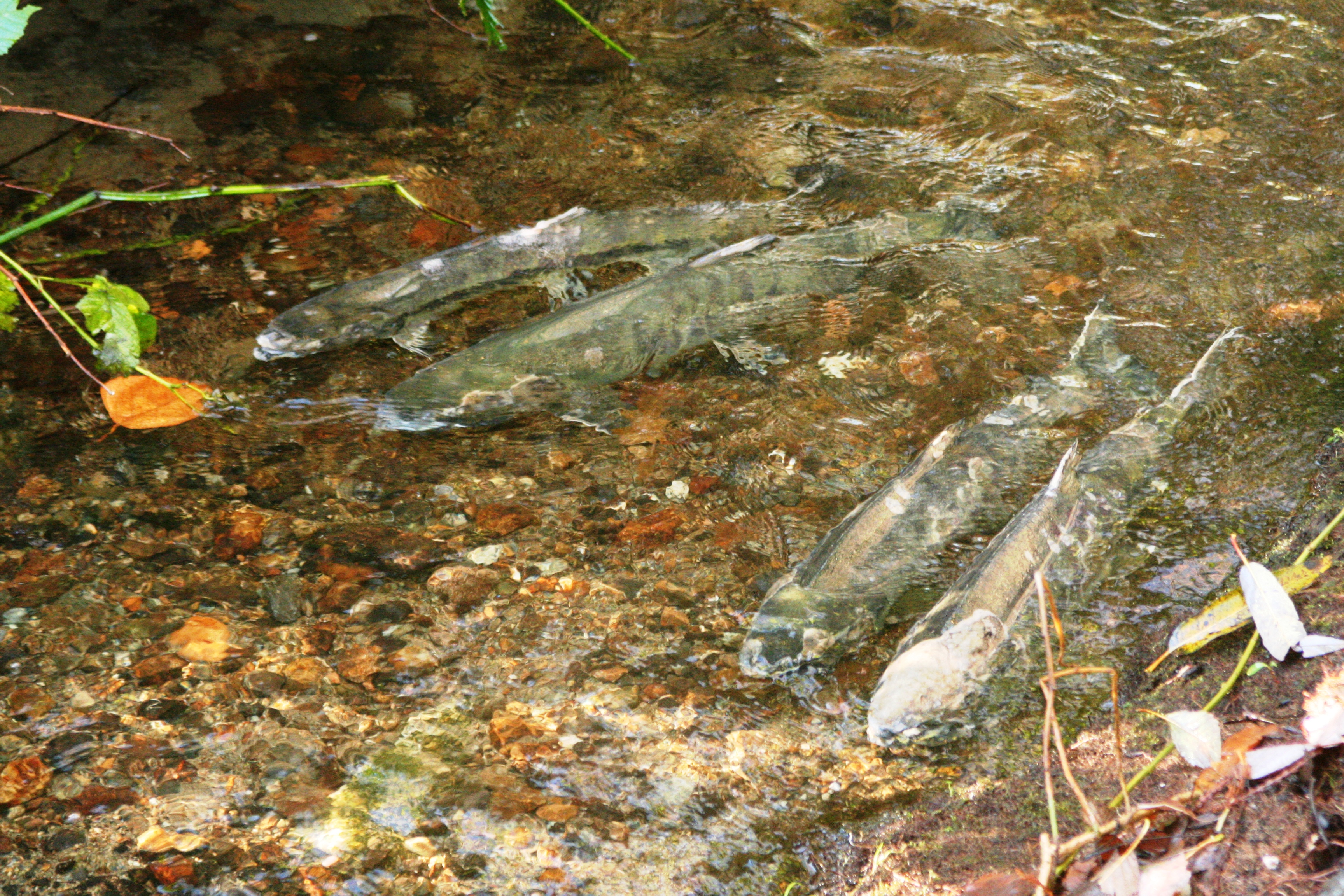 851px version of Buckingham-Creek-Chum.JPG