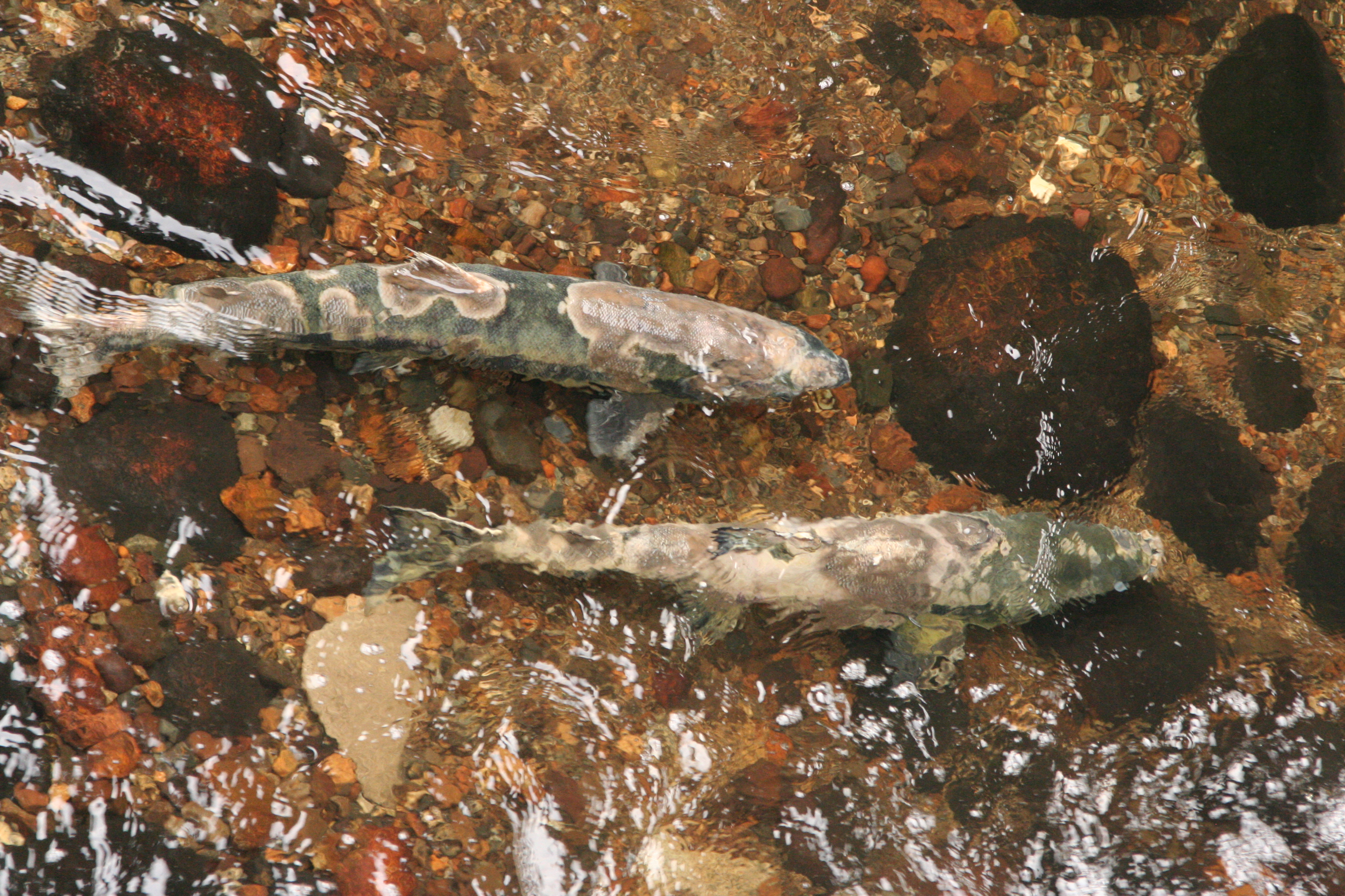 Still-Creek-Chum.JPG
