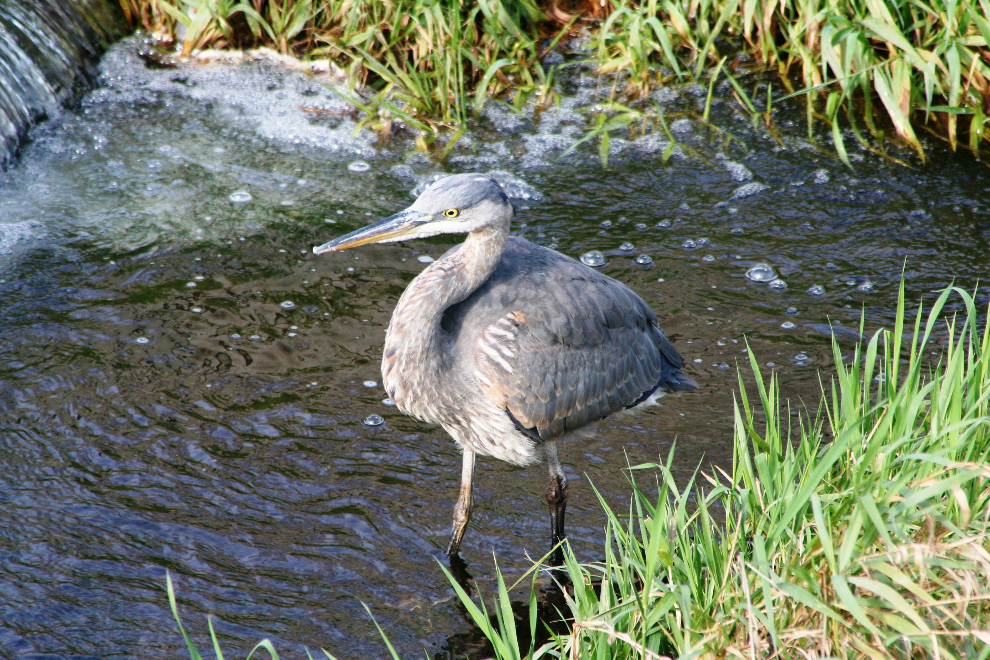 851px version of Still-Creek-Heron.JPG
