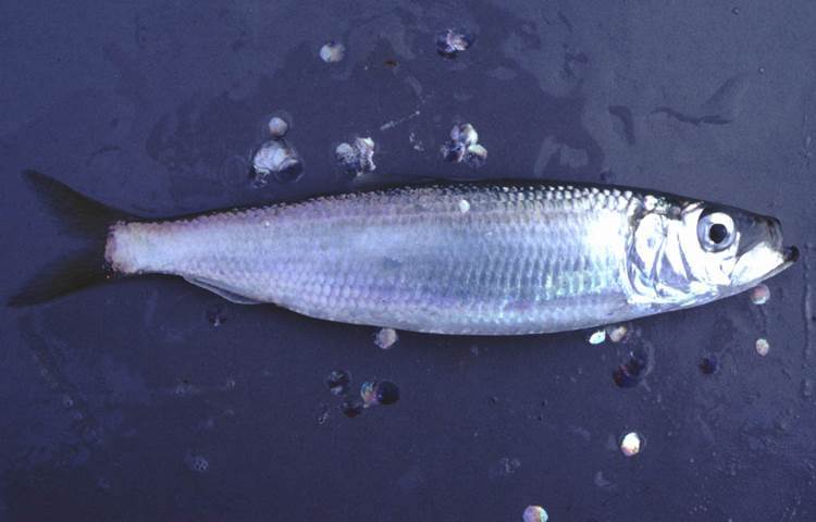 herring_new.jpg