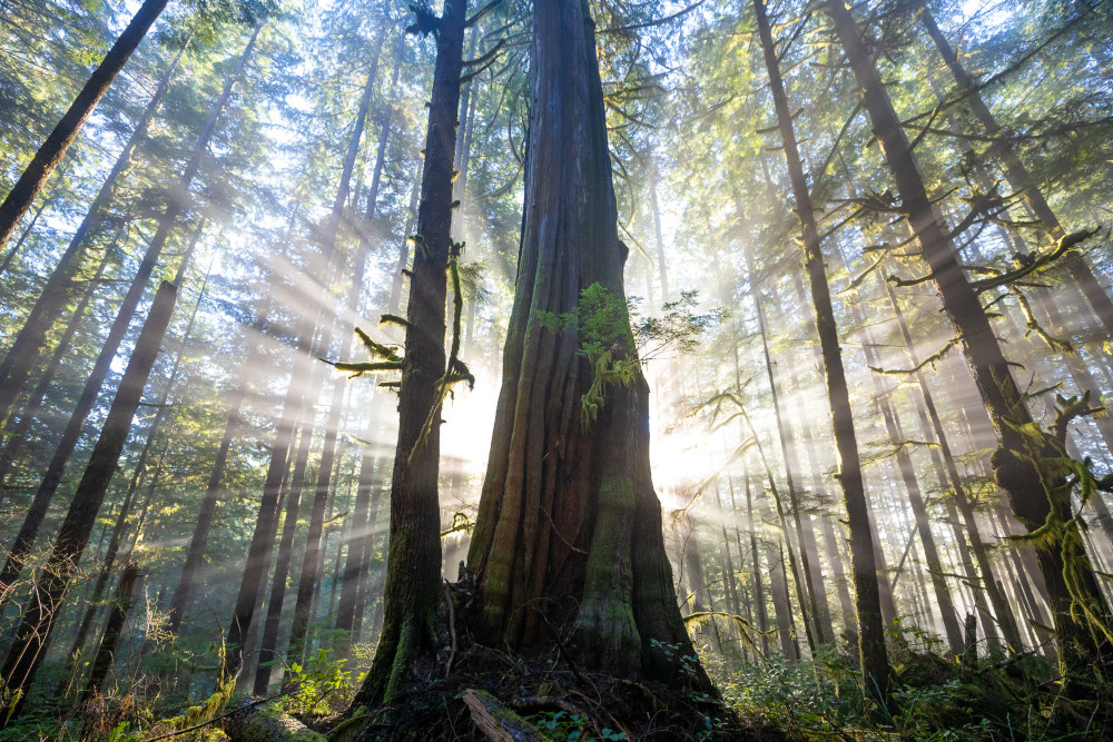 AvatarGroveSunbeams.jpg