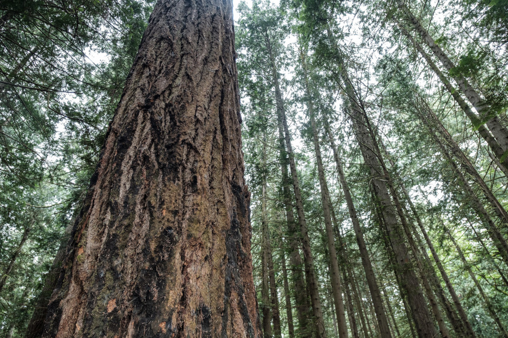 BigTree.jpg