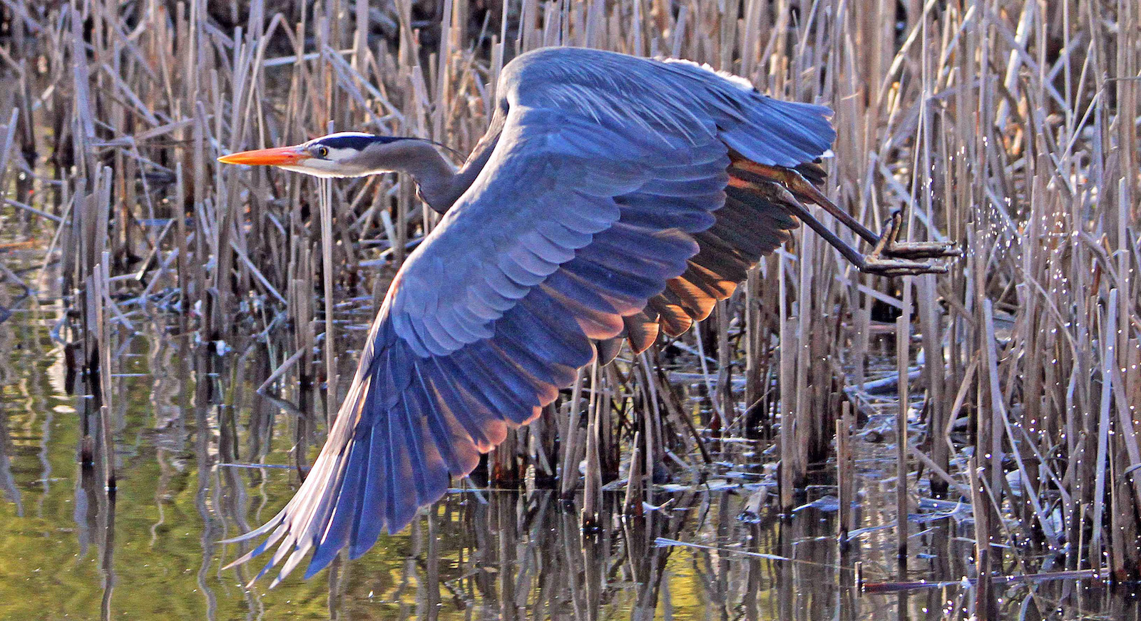 1200px version of Heron-Flying-Kerry-Banks.jpg