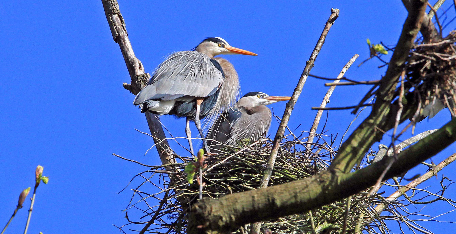 1200px version of Heron-Nest-Kerry-Banks.jpg