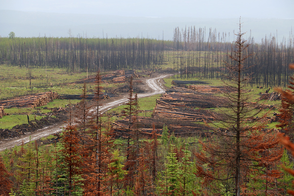LoggingRoadClearcutForestAerial.jpg