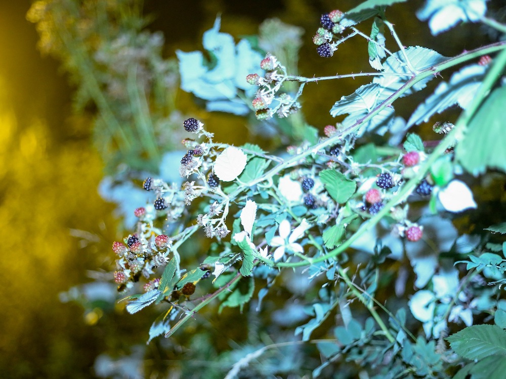 Blackberry-Cover.jpg