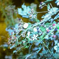 image atom