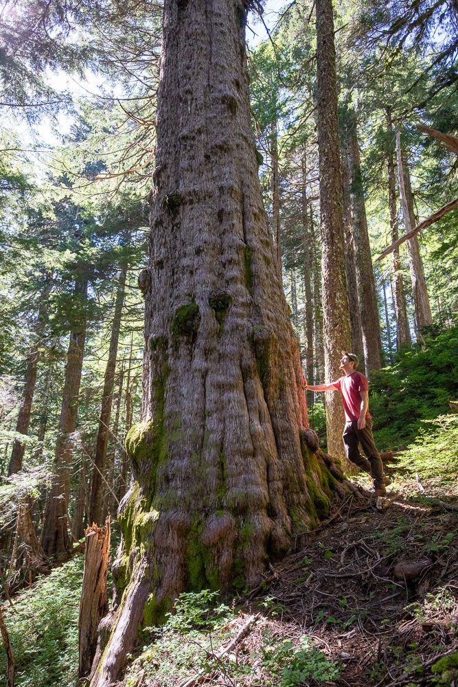 red-cedar-yellow-cedar.jpeg