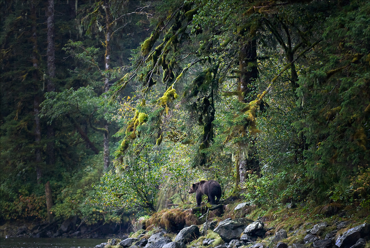 GrizzlyBearForestExplore.jpg