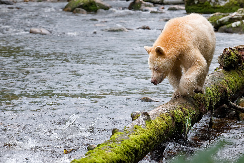 SpiritBearMossLog.jpg