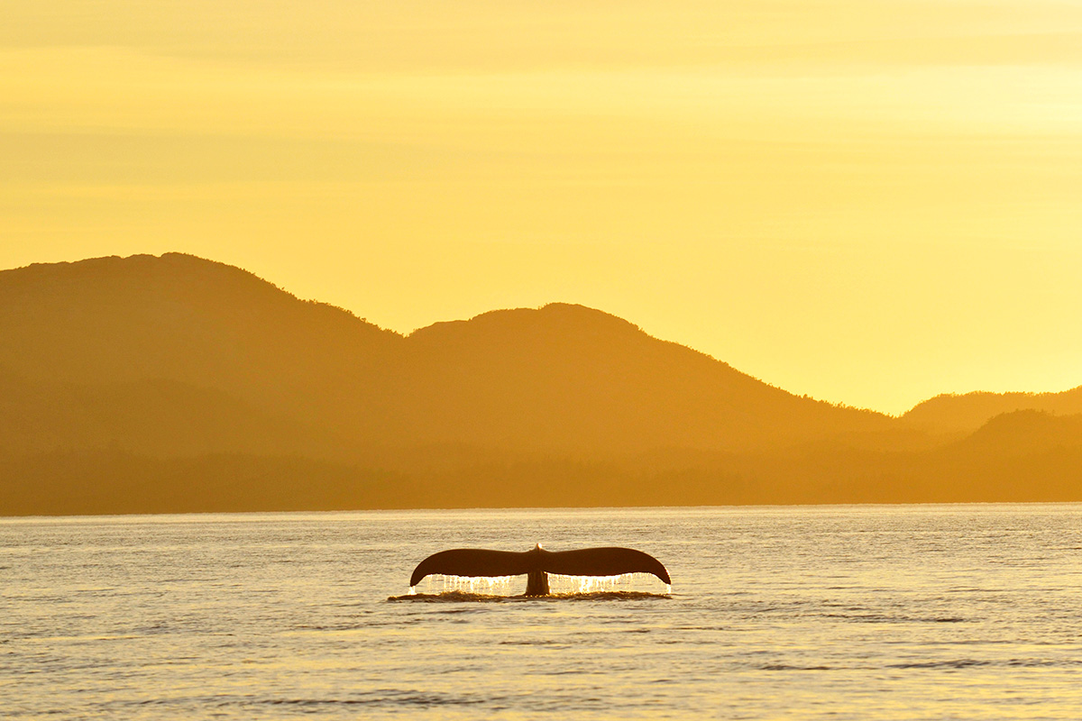 SunsetWhaleFluke.jpg