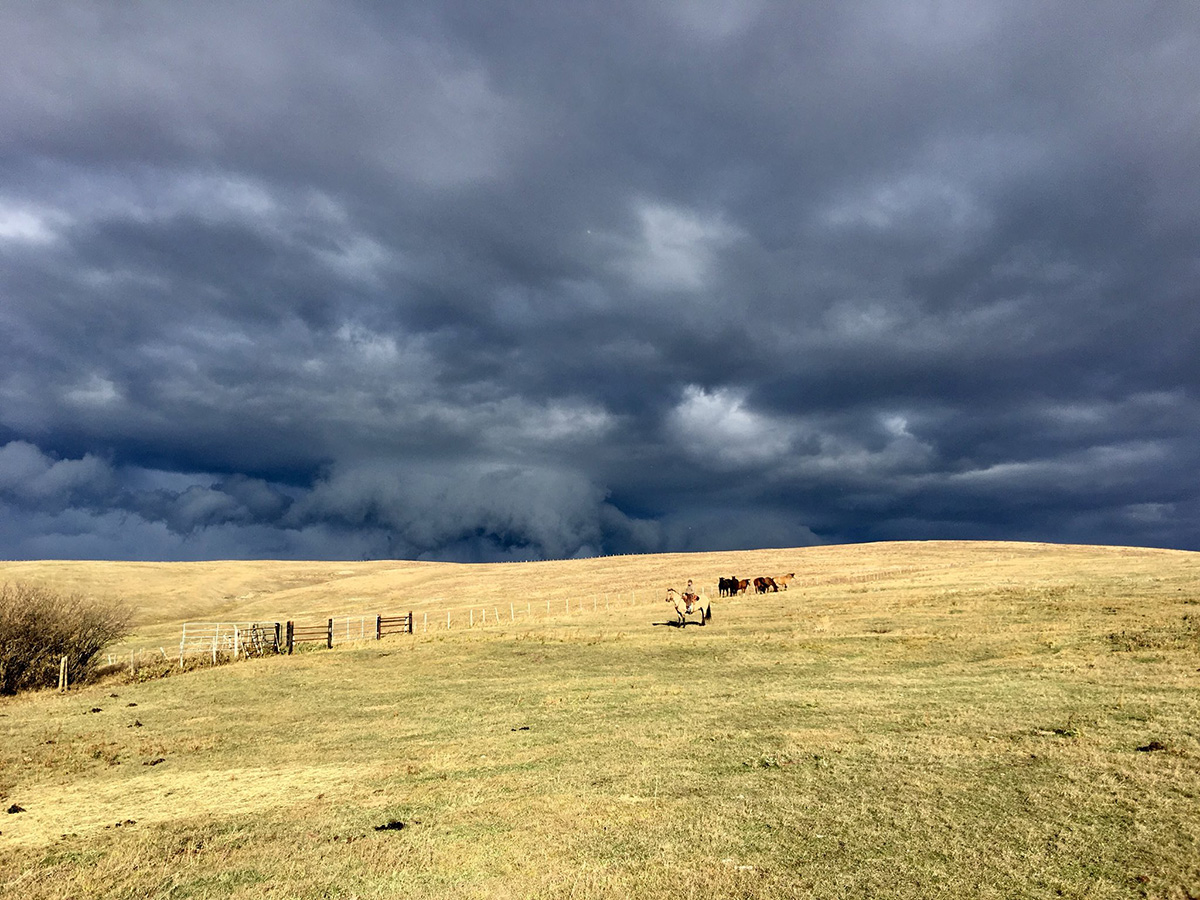 851px version of TendingCattlePrairieHill.jpg