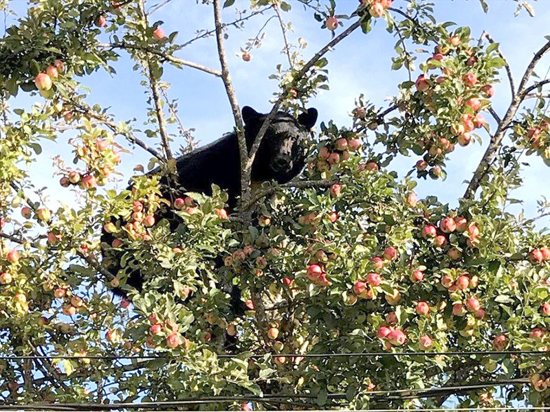 BlackBearAppleTree.jpg