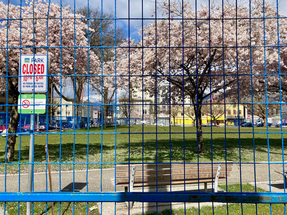 OppenheimerParkCherryBlossoms.jpg