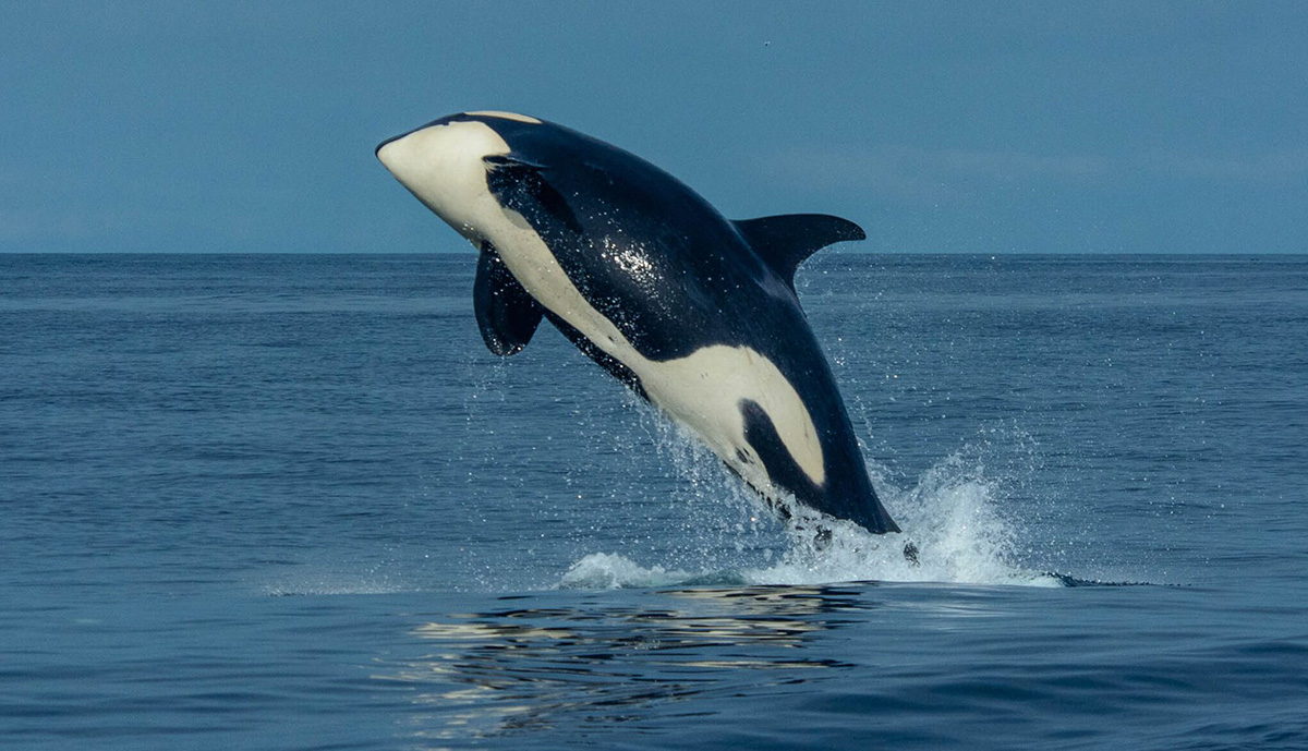 LeapingOrca.jpg