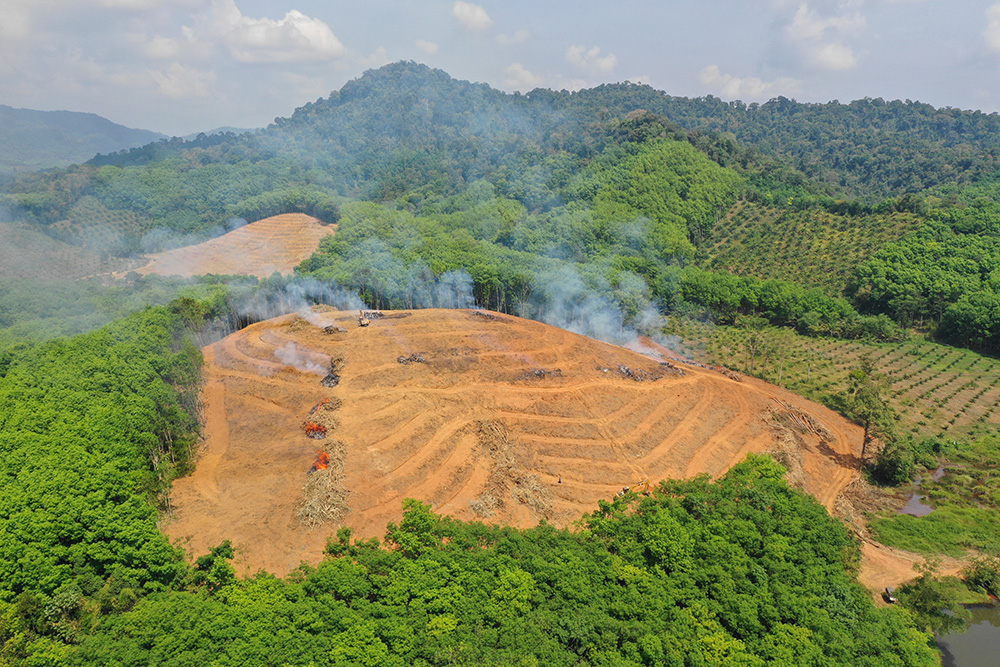 851px version of RainforestClearcut.jpg
