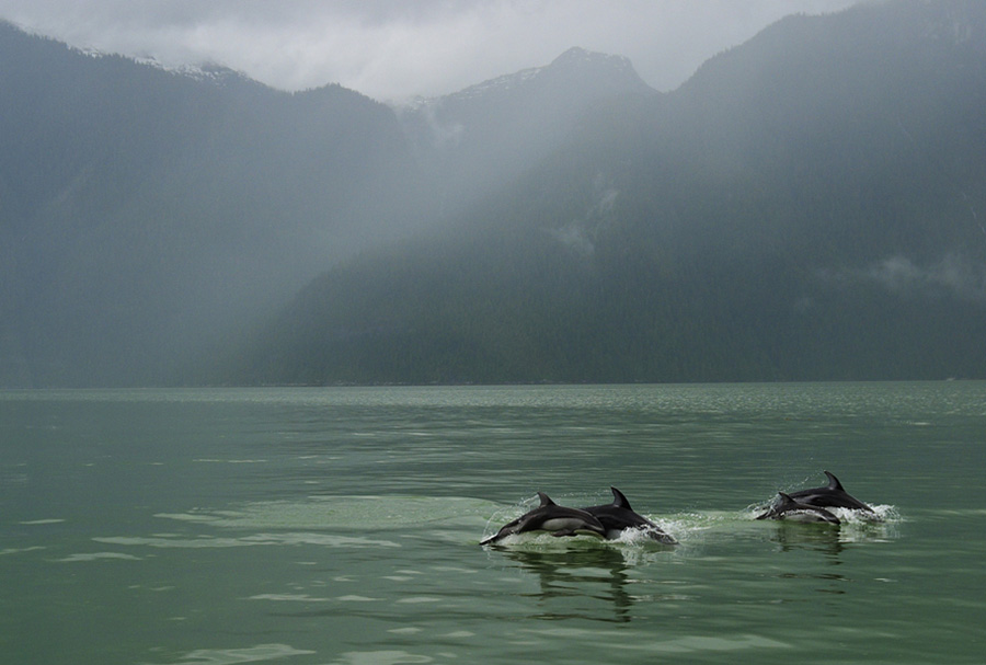 PacificDolphinsKnightInlet.jpg